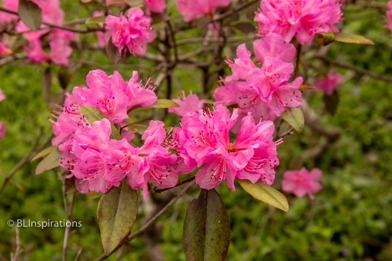 Tsutsusi Azalea