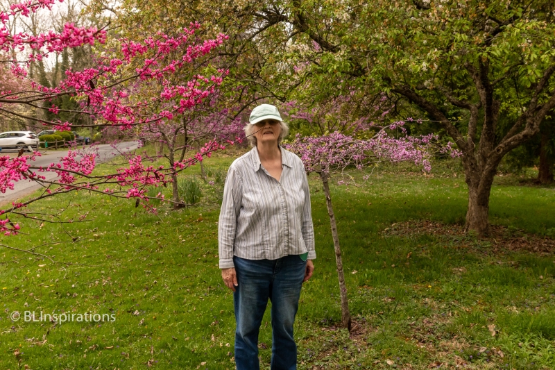 Beverly and different color Redbuds
