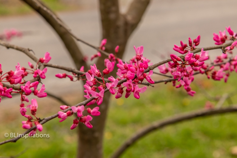 Redbud 1