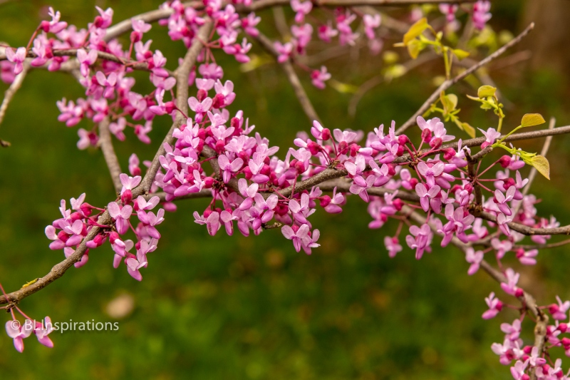 Redbud 2