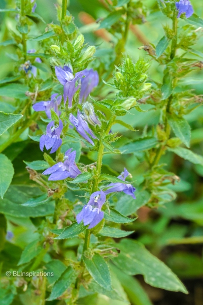 Great Blue Lobelia