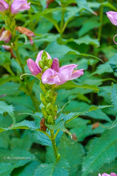 Red Turtlehead