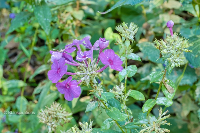 Garden Phlox 1