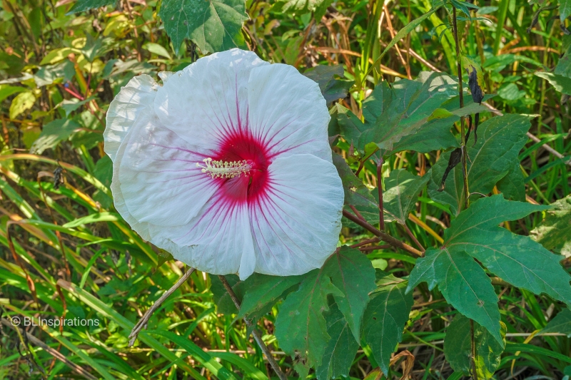 Swamp Rose Mallow