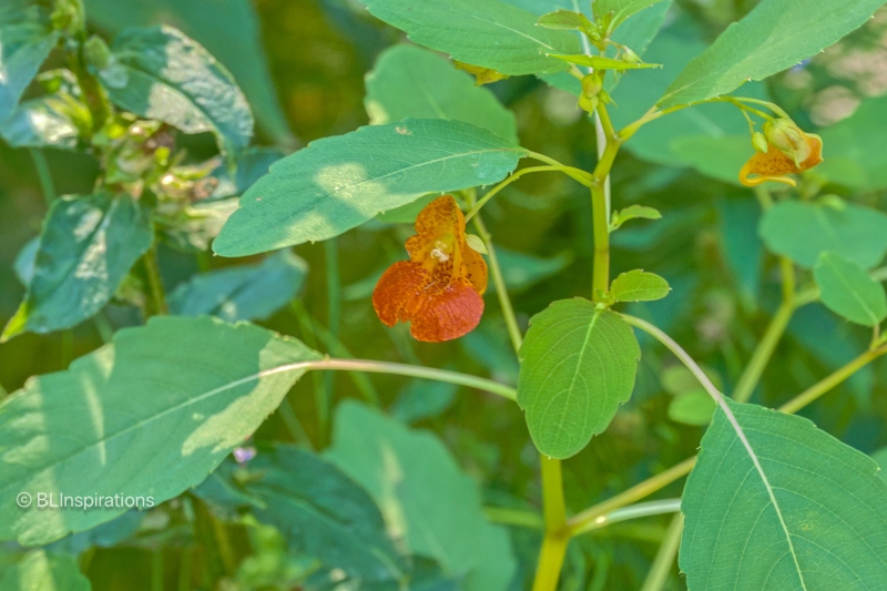 Jewelweed