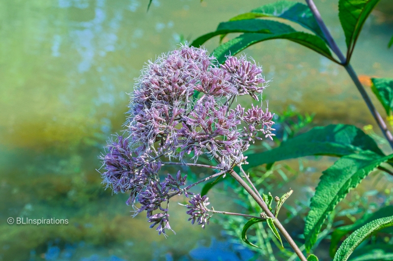 Hollow Joe-pye Weed