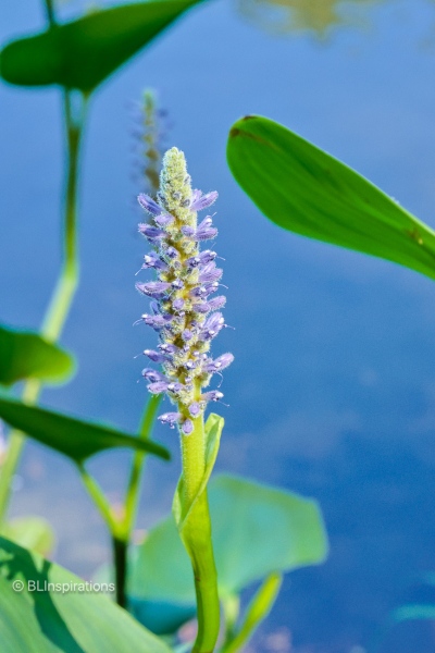 Pickerelweed