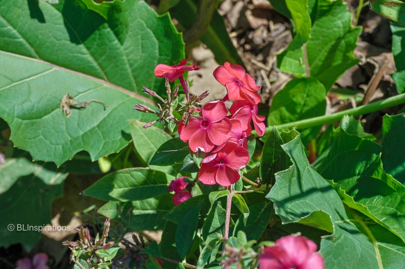 Garden Phlox 2