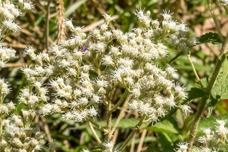 Boneset Closeup