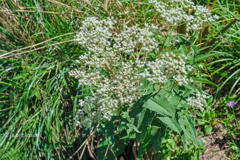 Boneset