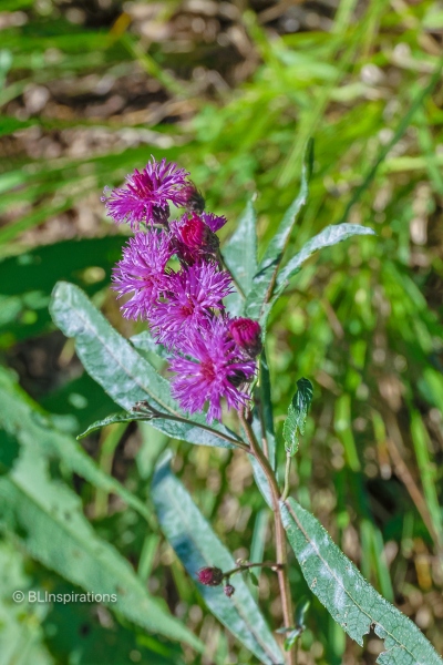 New York Ironweed