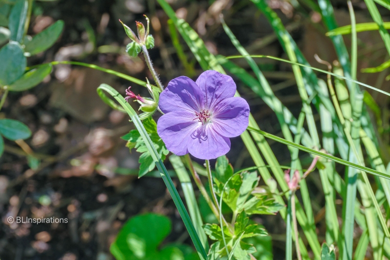 Wild Geranium