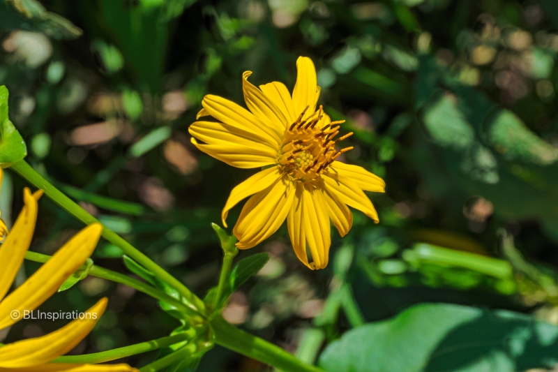 Cup Plant