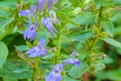 Great Blue Lobelia