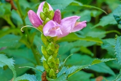 Red Turtlehead