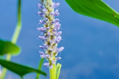 Pickerelweed