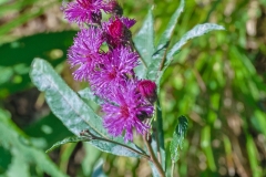 New York Ironweed
