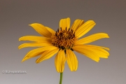Opening Stage 8 - Full Flower