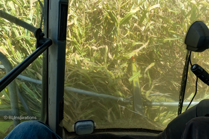 Corn entering chopper