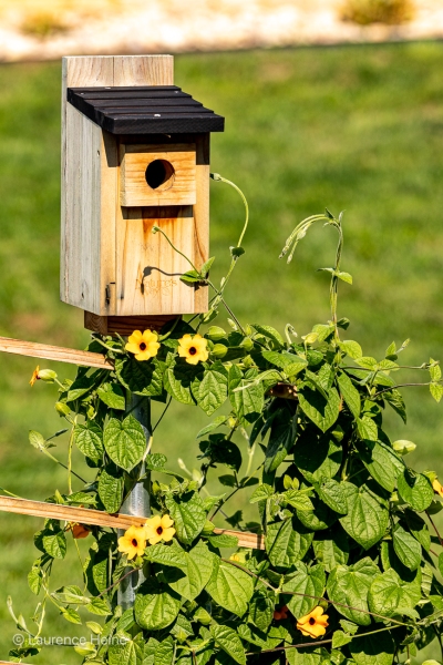 Birdhouse and Flowers