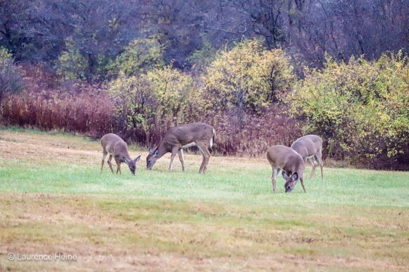 Deer In Whitesville, NY