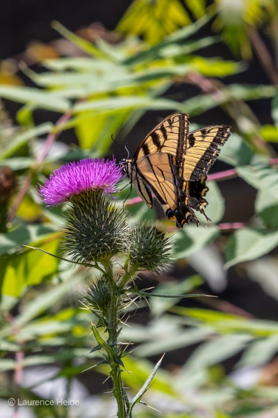 Eastern Tiger Swallowtail Butterfly, Female 3