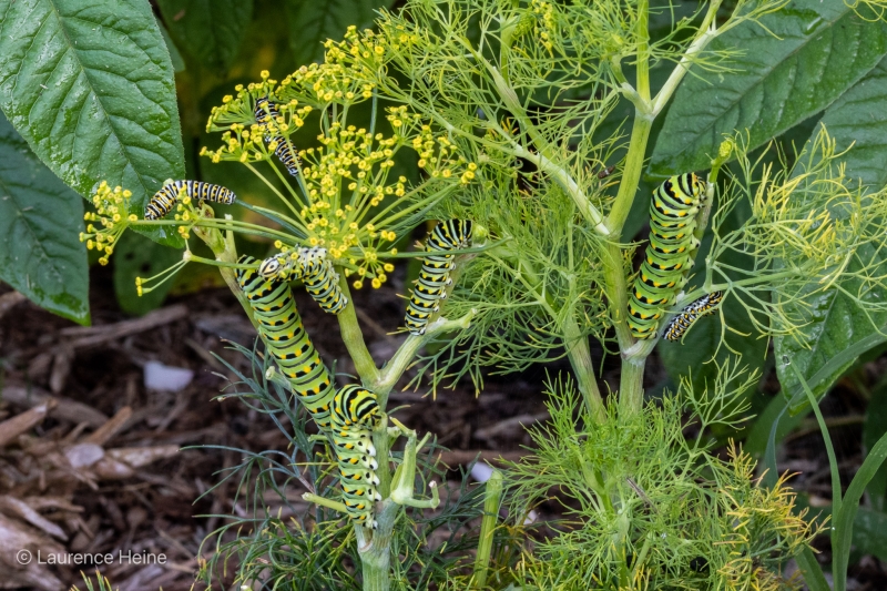 Black Swallowtail Caterpillars
