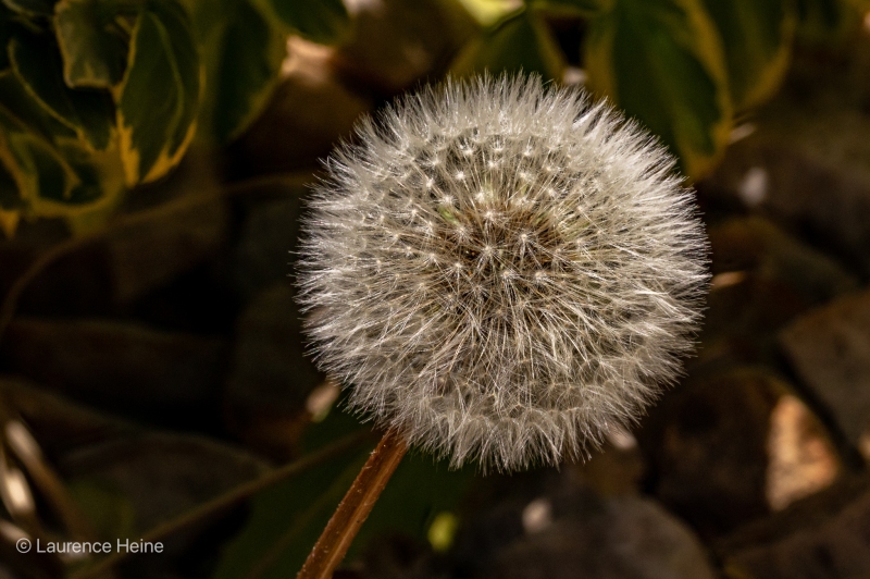 Dandelion Seed Head