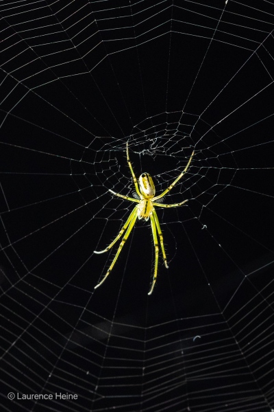 Orchard Orbweaver Spider