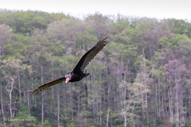Turkey Vulture