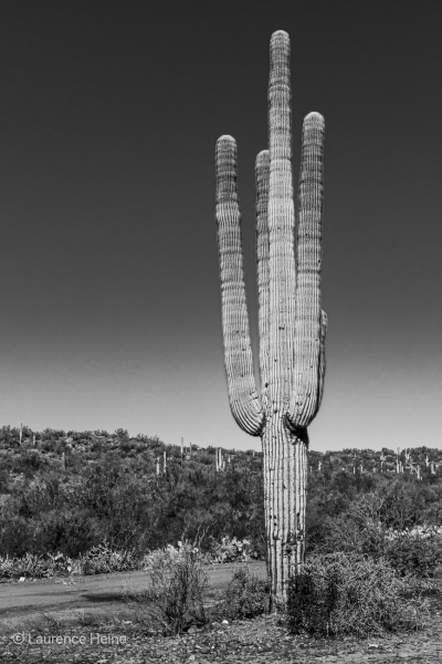 Saguaro Cactus (B&amp;W)