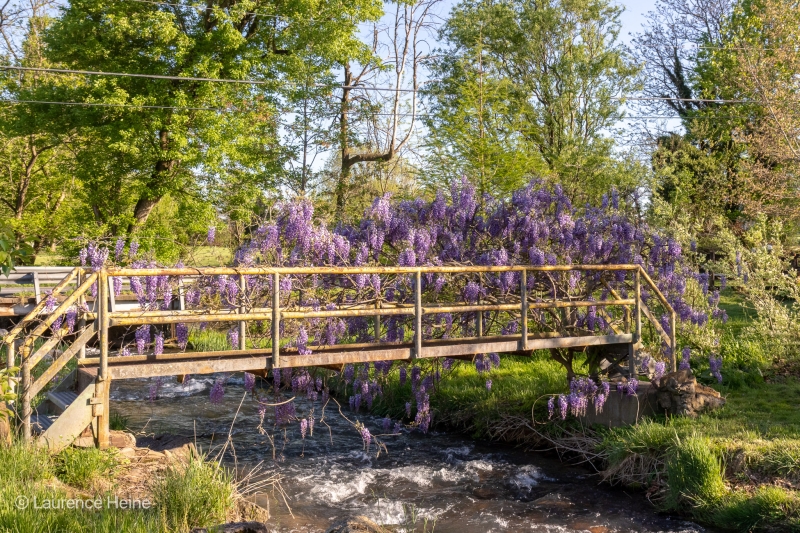 Wisteria on Footbridge 2