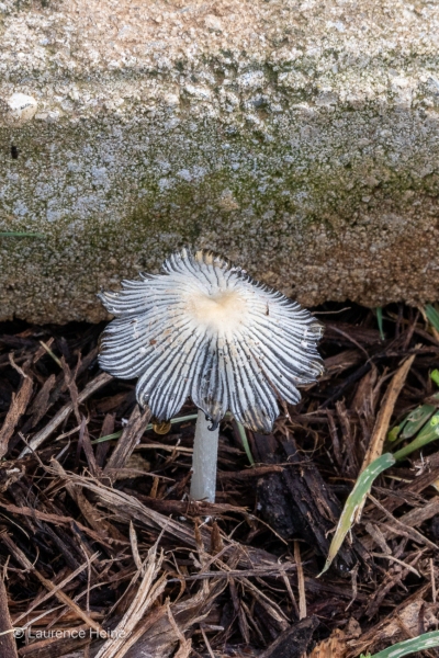 Pleated Inkcap Mushroom