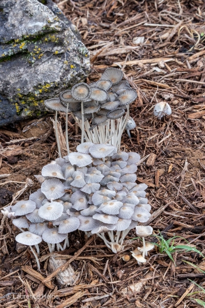 Pleated Inkcap Mushrooms 3
