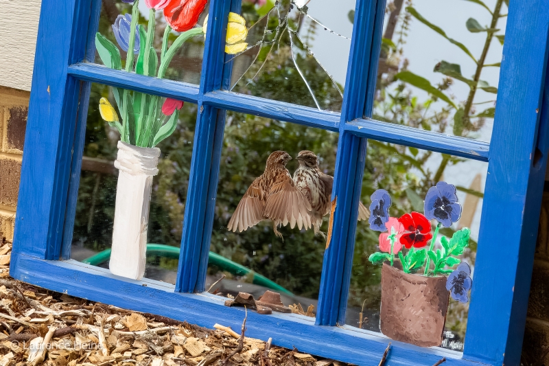 Song Sparrow and Mirror