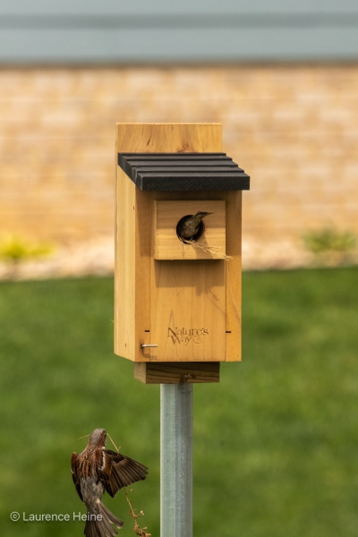 Sparrows Building Nest 1