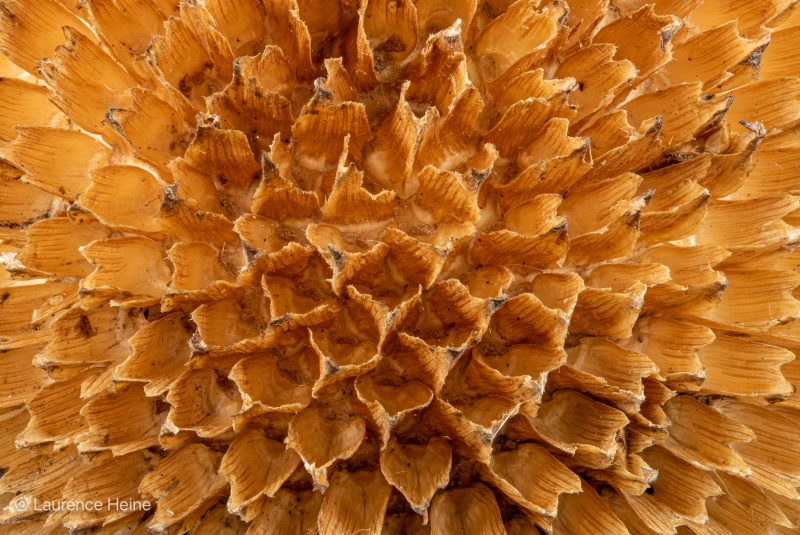 Sunflower Seed Head