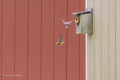 Tree Swallows in Flight