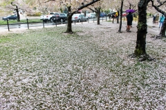 Paved with petals