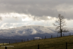Rime Ice on Massanutten