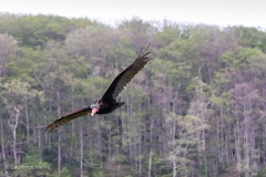 Turkey Vulture
