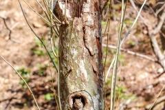 Squirrel Condominium 4