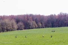 Turkeys and Deer