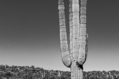 Saguaro Cactus (B&W)