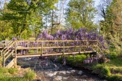Wisteria on Footbridge 2
