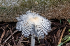 Pleated Inkcap Mushroom