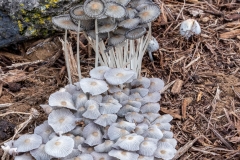 Pleated Inkcap Mushrooms 3