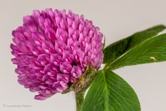Red Clover Blossom
