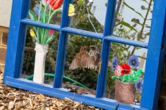 Song Sparrow and Mirror