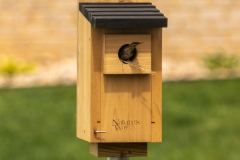 Sparrows Building Nest 1